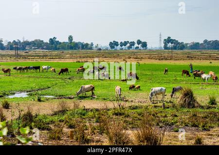 Cows grazing grass in the field. Rural India landscape. Burdwan West Bengal India South Asia Pacific Stock Photo
