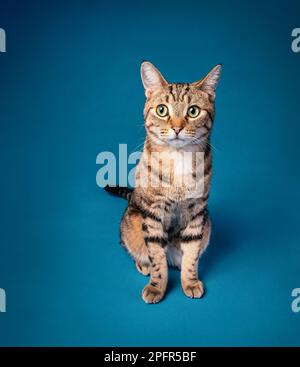 Funny Nervous Adult domestic short hair striped tabby cat sitting on a seamless blue background. Stock Photo