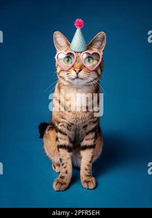 Happy Funny Party Cat with birthday hat and heart shaped sunglasses on a blue background. Stock Photo