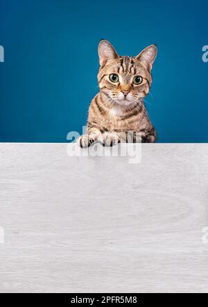 Cute tabby cat looking down and standing behind white message board on a blue background. Copy space for your text. Stock Photo