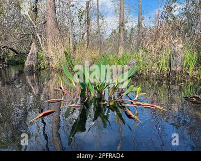 Orontium aquaticum, commonly known as Golden Club, is an aquatic plant frequently within the Okefenokee National Wildlife Refuge. Stock Photo