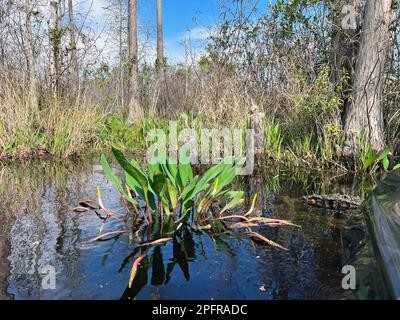 Orontium aquaticum, commonly known as Golden Club, is an aquatic plant frequently within the Okefenokee National Wildlife Refuge. Stock Photo