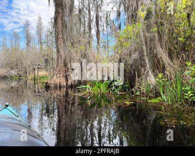 A kayaker stops to admire Orontium aquaticum, also known as Golden Club, an aquatic plant frequently within the Okefenokee National Wildlife Refuge. Stock Photo