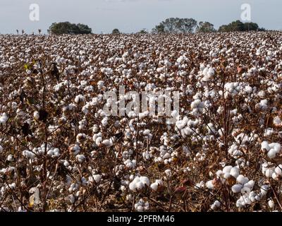 Cotton is a soft, fluffy staple fiber that grows in a boll, or protective case, around the seeds of the cotton plants of the genus Gossypium in the ma Stock Photo