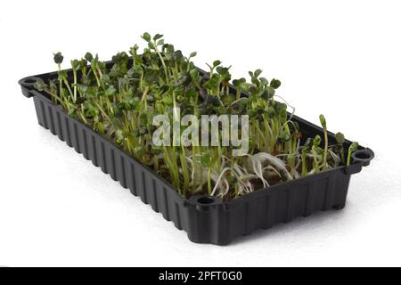 Tray of microgreens. Sprouted radish sprouts in the box. The concept of microgreens isolated on a white background Stock Photo