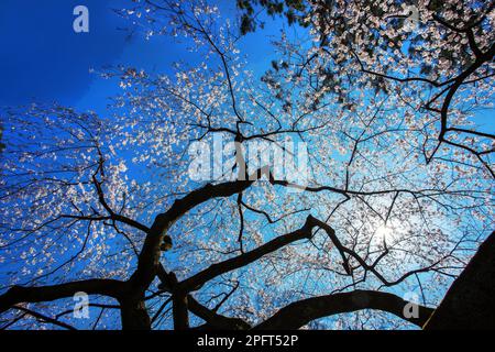 First Cherry blossoms of somei-yoshino  in Kyoto  March 26. Yoshino variety of cherry tree with wondeful white blossoms without green leaves. Contrast Stock Photo