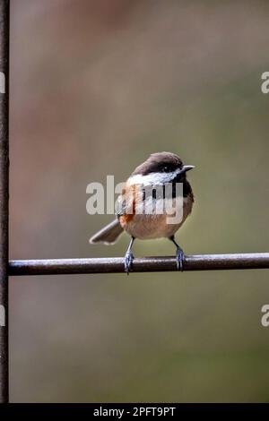 Issaquah, Washington, USA.   Chestnut-backed Chickadee perched on a metal trellis Stock Photo