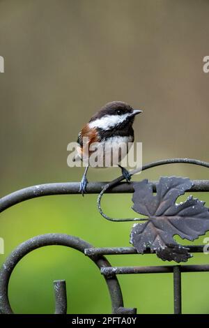 Issaquah, Washington, USA.   Chestnut-backed Chickadee perched on a decorative metal trellis Stock Photo