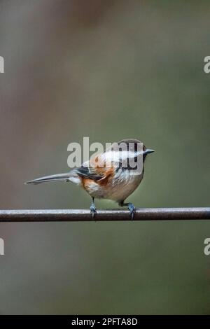 Issaquah, Washington, USA.   Chestnut-backed Chickadee perched on a metal trellis Stock Photo