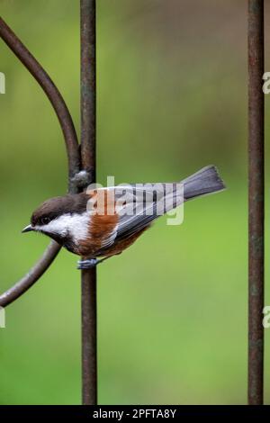 Issaquah, Washington, USA.   Chestnut-backed Chickadee perched on a decorative metal trellis Stock Photo