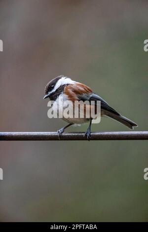 Issaquah, Washington, USA.   Chestnut-backed Chickadee perched on a metal trellis Stock Photo