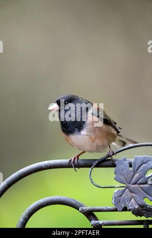 Issaquah, Washington, USA.  Male Oregon Junco perched on a decorative metal trellis Stock Photo