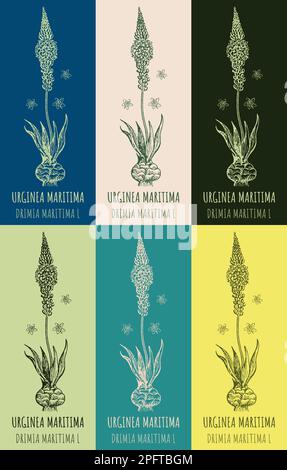 Set of drawings Urginea maritima in different colors. Hand drawn illustration. Latin name DRIMIA MARITIMA L. Stock Photo