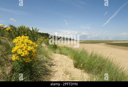 Common Ragwort (Senecio jacobaea) flowering, growing in coastal sand dune habitat, Holkham Beach, Holkham, Norfolk, England, United Kingdom Stock Photo