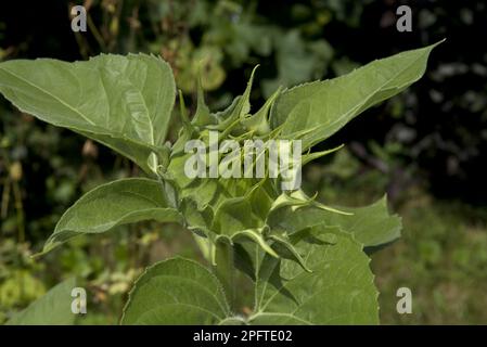 Sunflower (Helianthus annuus) close-up of flowerbud, in garden, Ottawa, Ontario, Canada Stock Photo