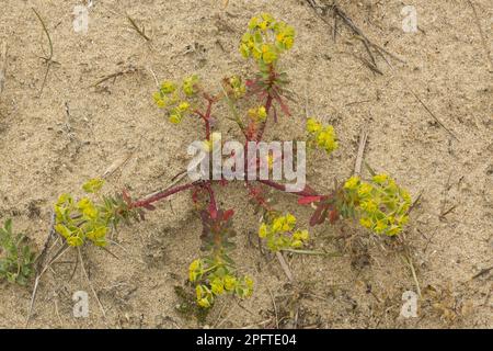 Portland Spurge (Euphorbia portlandica) flowering, growing prostrate on sand dune, England, United Kingdom Stock Photo