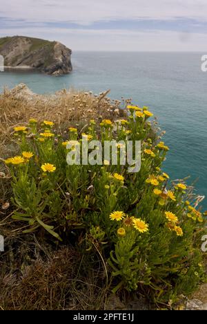 Golden Samphire (Inula crithmoides) flowering, growing on clifftop habitat, Lulworth Cove, Dorset, England, United Kingdom Stock Photo