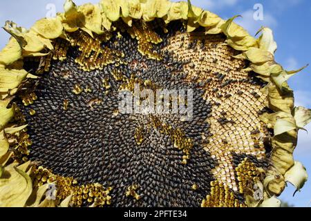 Sunflower (Helianthus annuus) 'Ray of Sunshine', close-up of seed head, with ripe seeds, growing in allotment, Bacton, Suffolk, England, United Stock Photo