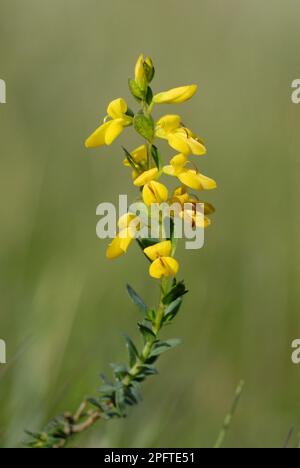 Petty Whin (Genista anglica) flowering, growing on rhos pasture, Welsh Moor Nature Reserve, Gower Peninsula, South Wales, United Kingdom Stock Photo