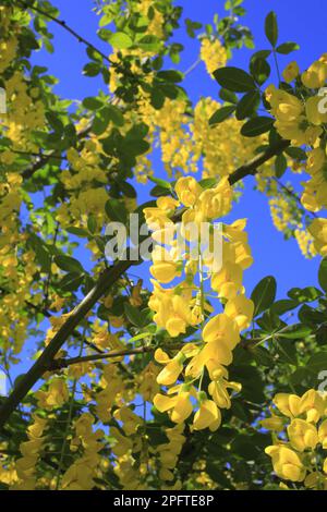Cytisus, golden rain (golden chain (laburnum) (Papilionaceae), Common Laburnum close-up of in garden, Powys, Wales, United Kingdom Stock Photo