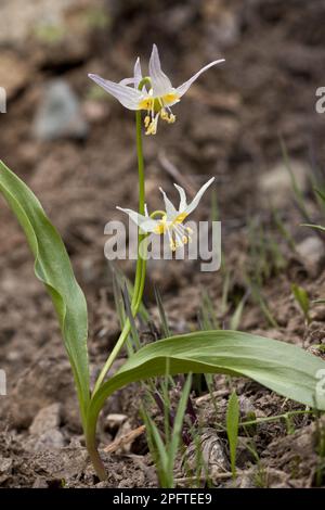 Klamath Fawn Lily (Erythronium klamathense) flowering, Klamath Mountains, Northern California (U.) S. A Stock Photo