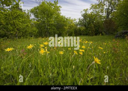 Flowering viper's-grass (Scorzonera humilis), in an old forest pasture, Loode Oakwood, Saaremaa Island, Estonia, spring Stock Photo