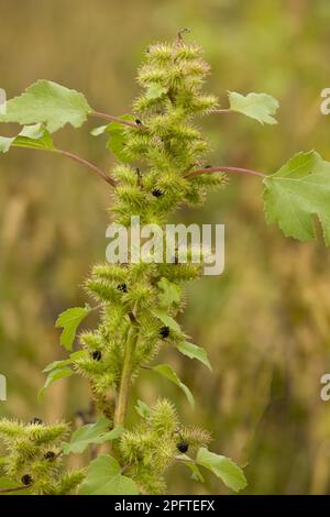 Rough cocklebur (Xanthium strumarium), Rough Cocklebur introduced weed species, with fruit, Romania Stock Photo
