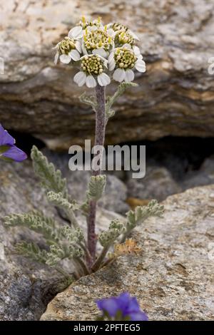 Dwarf Alpine Yarrow (Achillea nana) flowering, growing amongst rocks, French Alps, France Stock Photo
