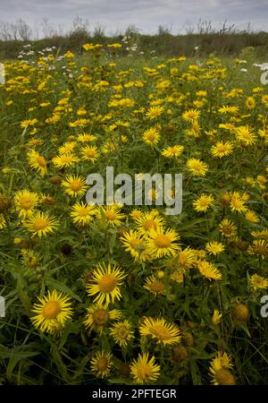 Flowering mass of British british yellowhead (Inula britannica), growing in puszta grassland habitat, Hortobagy N. P. Great Plain, Eastern Hungary Stock Photo
