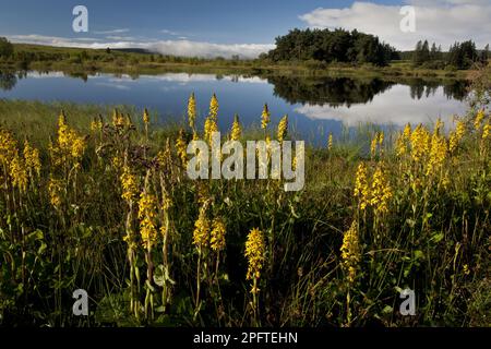 Siberian Ligularia (Ligularia sibirica) flowering mass, growing in marshland habitat at edge of lake, Lac de Bourdouze, Auvergne, France Stock Photo
