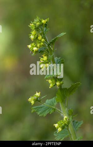 Spring brownroot (Scrophularia vernalis), Spring Brownroot, Spring Brownwort, Throatwort, Yellow Figwort flowering, Stiffkey, Norfolk, England, Great Stock Photo