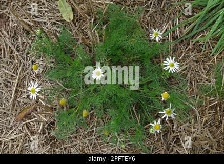 Stinking stinking chamomile (Anthemis cotula), flowering plant in the stubble after grain harvest, Berkshire, England, United Kingdom Stock Photo