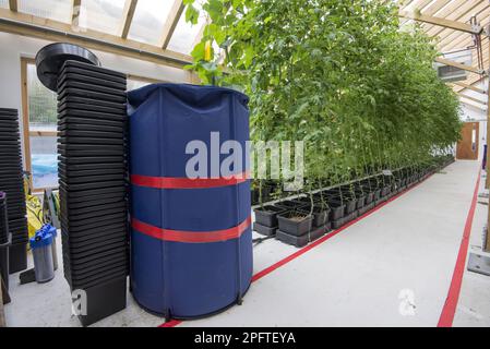 Cultivated tomato (Solanum sp.) growing in hydroponics unit, Todmorden, West Yorkshire, England, United Kingdom Stock Photo