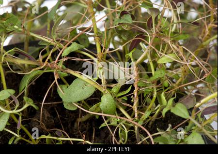 Nettle silk, European silk, hop silk, bindweed, European dodder, Cuscuta europaea, a parasitic plant on a herd thyme plant in a pot Stock Photo