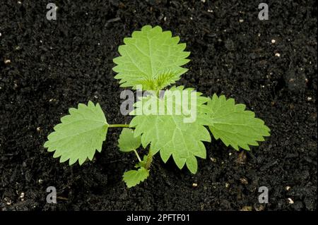 Planting material Stinging nettle (Urtica) dioica, annual prickly weed from gardens, fallow land and hedges with several true leaves Stock Photo