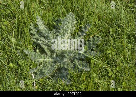 Lanceolatum, Common thistle (Cirsium), Lancelet Thistle (Compositae), Spear Thistle, Cirsium vulgare, leaf rosette, weed in pasture meadow grass Stock Photo