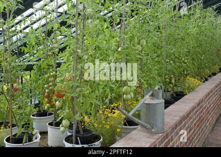 Tomato (Solanum sp.) crop, with ripening fruit, growing in garden greenhouse, Suffolk, England, United Kingdom Stock Photo