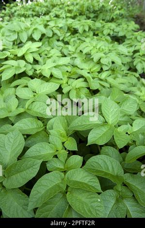 Potato (Solanum tuberosum) leaves, growing in organic garden vegetable plot, Cumbria, England, United Kingdom Stock Photo