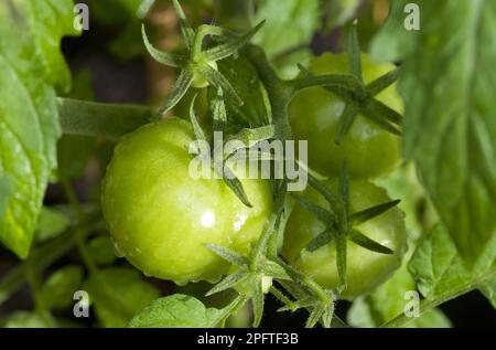 Tomato (Solanum sp.) close-up of green unripe fruit, growing in growbag, Norfolk, England, United Kingdom Stock Photo