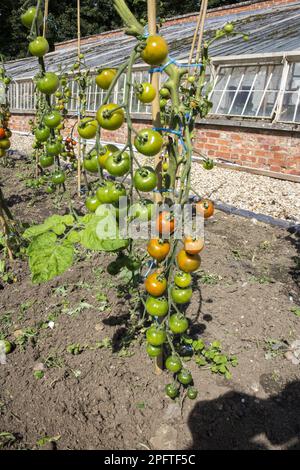 Tomato (Solanum sp.) home-grown outdoor plants, in the walled garden of Launde Abbey Stock Photo