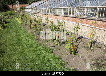 Tomato (Solanum sp.) home-grown outdoor plants, in the walled garden of Launde Abbey Stock Photo