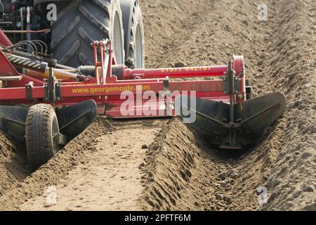 Potato (Solanum tuberosum) crop, making ridges using ridger pulled by Massey Ferguson 7624 tractor, Yorkshire, England, United Kingdom Stock Photo