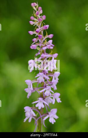 Fragrant Orchid (Gymnadenia conopsea) close-up of flowerspike, Italy Stock Photo