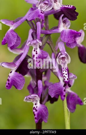 Long-spurred Orchid (Anacamptis longicornu) close-up of flowers, Sardinia, Italy Stock Photo