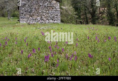 Green-winged flowering orchid (Orchis morio), mass cultivation in mountain meadow habitat, Corsica, France Stock Photo