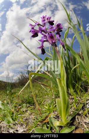 Long-spurred orchid (Orchis longicornu) flowering, in situ, Sicily, Italy Stock Photo