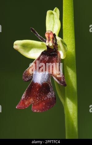 Fly Orchid (Ophrys insectifera) close-up of flower, Denge Wood, North Downs, Kent, England, United Kingdom Stock Photo