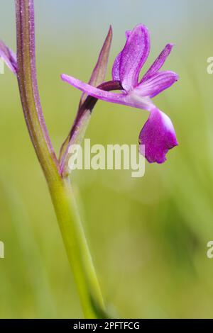 Long-spurred orchid (Orchis longicornu) close-up of flower, Italy Stock Photo