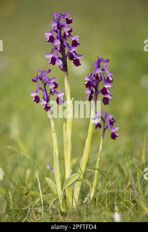 Long-spurred Orchid (Anacamptis longicornu) flowering, Sardinia, Italy Stock Photo
