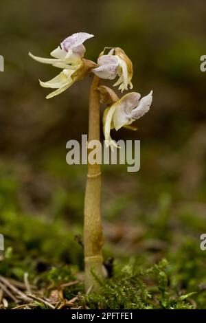 Ghost Orchid (Epipogium aphyllum) flowering, growing in deep shade woodland, Bavaria, Germany Stock Photo